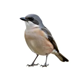 Shrike