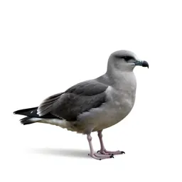Skua