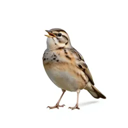 Skylark