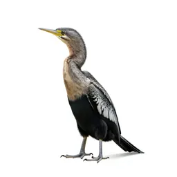 Snakebird