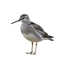 Snipe