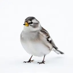 Snow bunting