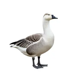 Snow goose