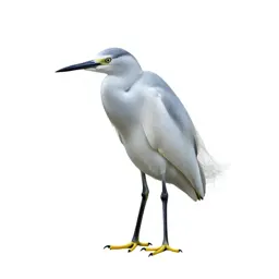 Snowy egret
