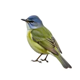 Solitary vireo