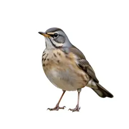 Song thrush