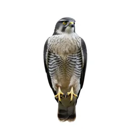 Sparrow hawk
