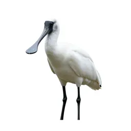Spoonbill