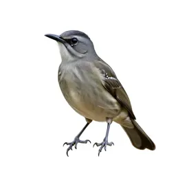 Spotted antbird