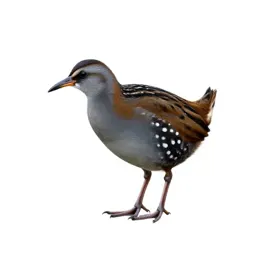 Spotted crake