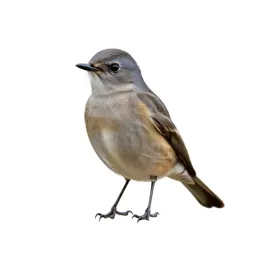 Spotted flycatcher