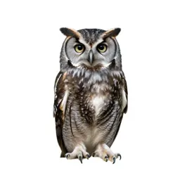 Spotted owl