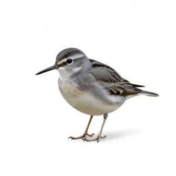 Spotted sandpiper