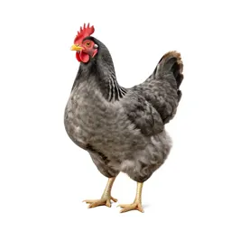 Spring chicken