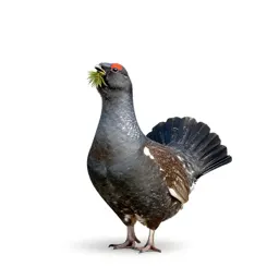 Spruce grouse