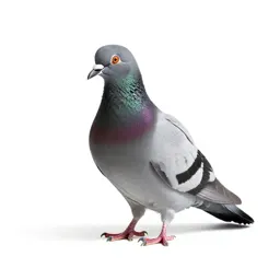 Squab