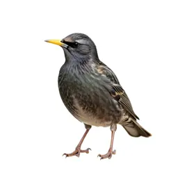 Starling