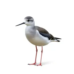 Stilt