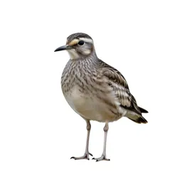 Stone curlew