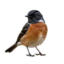 Stonechat