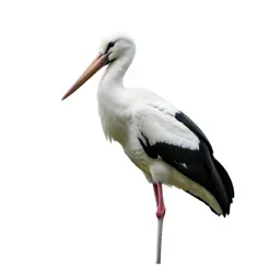 Stork