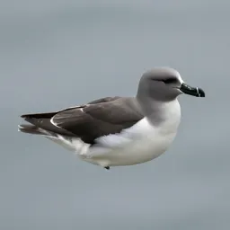 Storm petrel