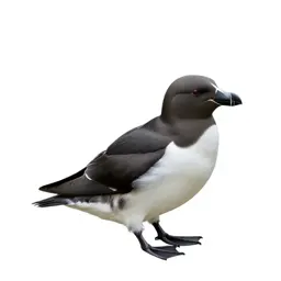 Stormy petrel