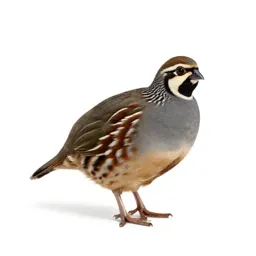 Striped button quail