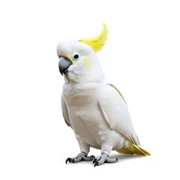 Sulphur-crested cockatoo