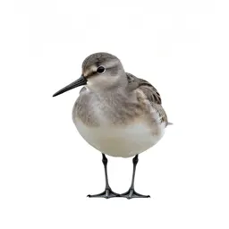 Surfbird