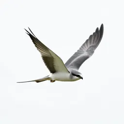 Swallow-tailed kite