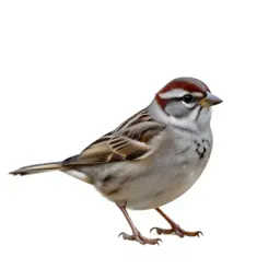Swamp sparrow