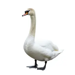 Swan