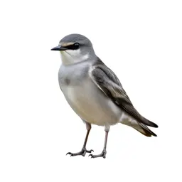 Swiftlet