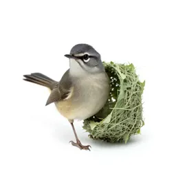 Tailorbird