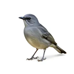 Tanager