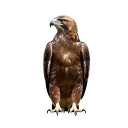 Tawny eagle