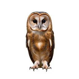 Tawny owl