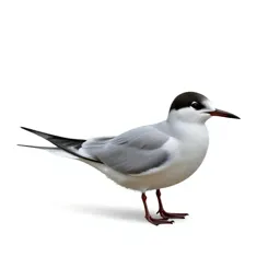 Tern
