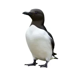 Thick-billed murre