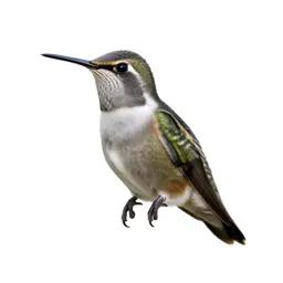 Thornbill