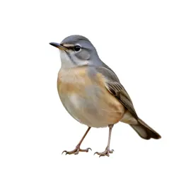 Thrush nightingale