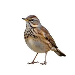 Thrush