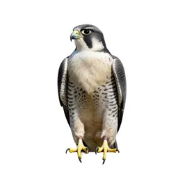 Tiercel