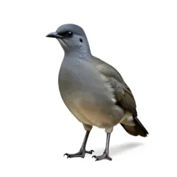 Tinamou