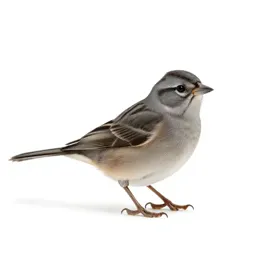Towhee