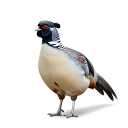 Tragopan