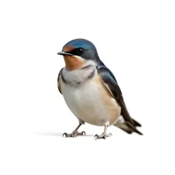 Tree swallow
