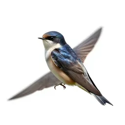 Tree swift
