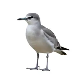 Tropic bird